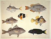 Plate 114: John Reeves Collection