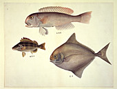 Plate 137: John Reeves Collection