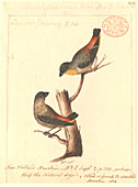 Spotted pardalote,illustration