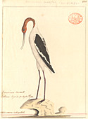 Red-necked avocet,illustration