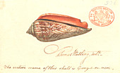 Red-mouthed stromb,illustration