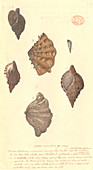 Four different molluscs,illustration