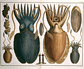 Squid,illustration
