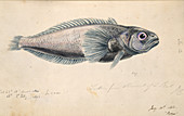 Antarctic fish,illustration