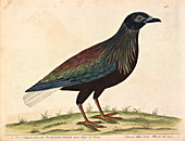 Nicobar Pigeon,illustration