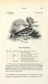 Common Hoopoe,illustration