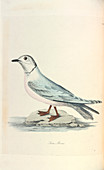 Ross's Gull,illustration
