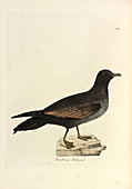 Bulwer's Petrel,illustration