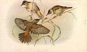 Juvenile Sedge Warbler,illustration