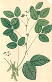 Glycine max,soybean