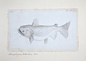 Asterophysus batrachus,ogre catfish