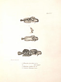 Ophioblennius atlanticus