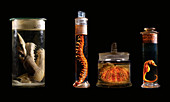 Various animal specimens