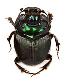 Kenyan dung beetle