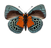 Asterope leprieuri,butterfly
