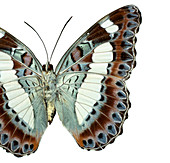 Moduza nuydai,butterfly