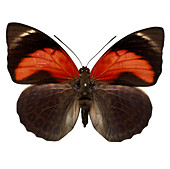 Agrias claudina,butterfly
