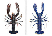 Electric-blue European lobster