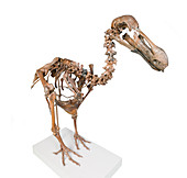 Dodo skeleton