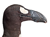 Great auk