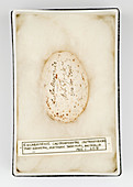 Eulabeornis castaneoventris egg