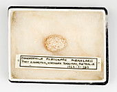 Conopophila albogularis egg