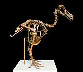 Dodo skeleton