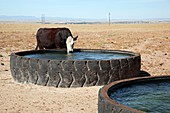 Cow drinking,Colorado,USA