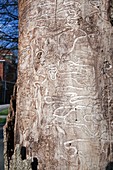 Emerald ash borer tracks on dead tree