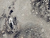 Melting Arctic sea ice,satellite image