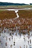 Salicornia on salt marsh