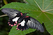 Papilio Memnon butterfly