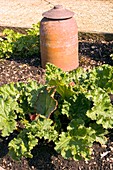 Rhubarb (Rheum x hybridum)