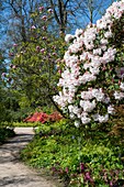 Rhododendron 'Loderi pink diamond'
