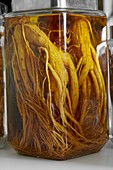 Ginseng roots in a jar
