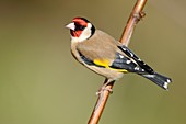 Goldfinch