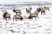Elks in winter