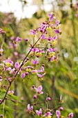 Chinese meadow rue (Thalictrum delavayi)