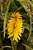 Red-hot poker (Kniphofia 'Toffee Nosed' )