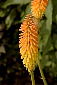 Red-hot poker (Kniphofia 'Fiery Fred' )