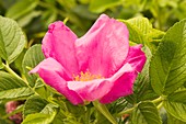 Rose (Rosa 'Scabrosa' ) flower