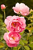 Rosa 'Royal Jubilee' flowers