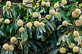 American Chestnut (Castanea dentata)