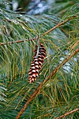 Weymouth pine (Pinus strobus)