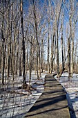 Wetlands in winter,USA