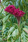 Celosia argentea var. cristata