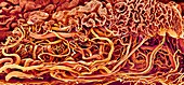 Intestinal blood vessels,SEM