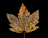 Decayed Norway maple leaf