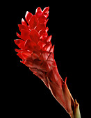 Red ginger (Alpinia purpurata)