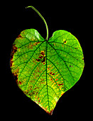 Aristolochia macrophylla leaf